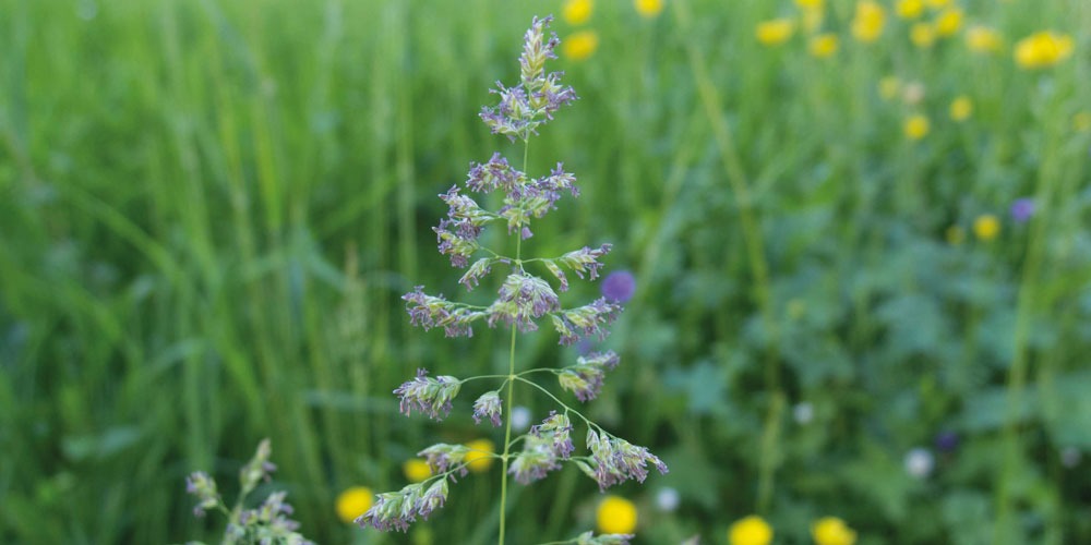 Gräserpollen
