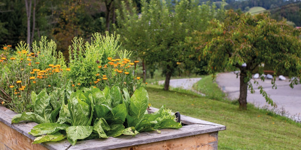 Hochbeet-