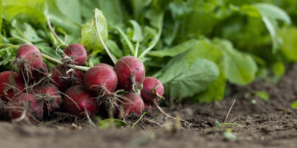 GartenSommerpflege