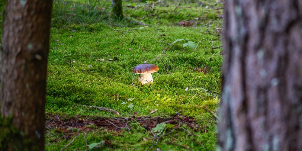 steinpilz_1000x500